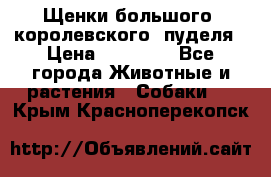 Щенки большого (королевского) пуделя › Цена ­ 25 000 - Все города Животные и растения » Собаки   . Крым,Красноперекопск
